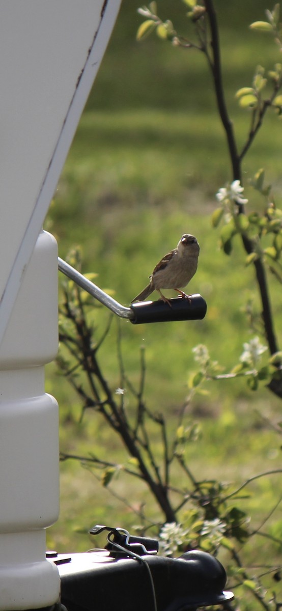 House Sparrow - ML619998961