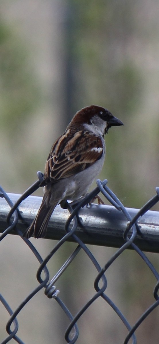 House Sparrow - ML619998967