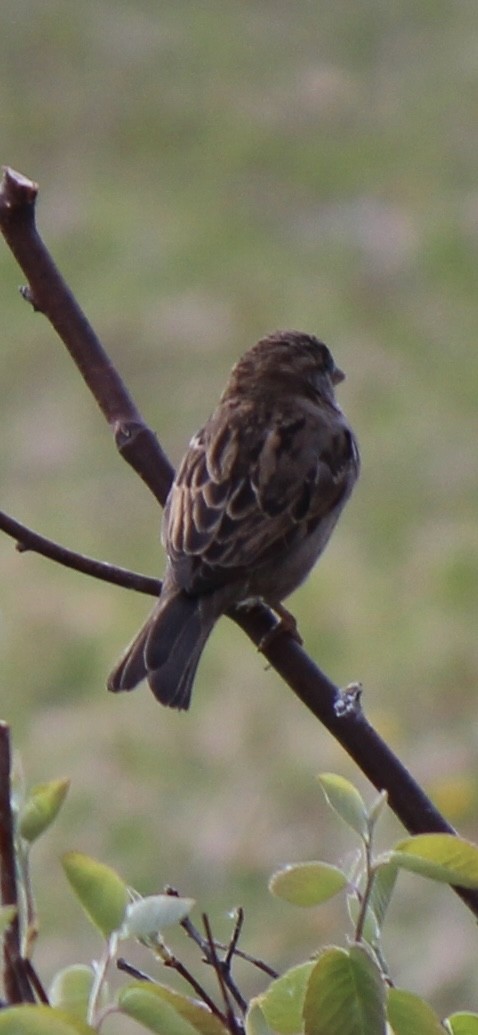 House Sparrow - ML619998968