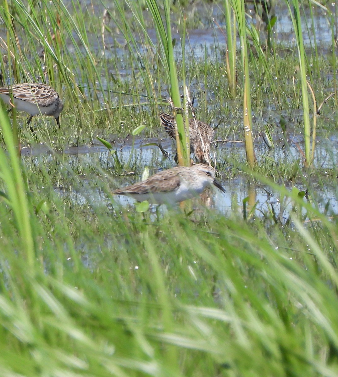 Semipalmated Sandpiper - ML619998973