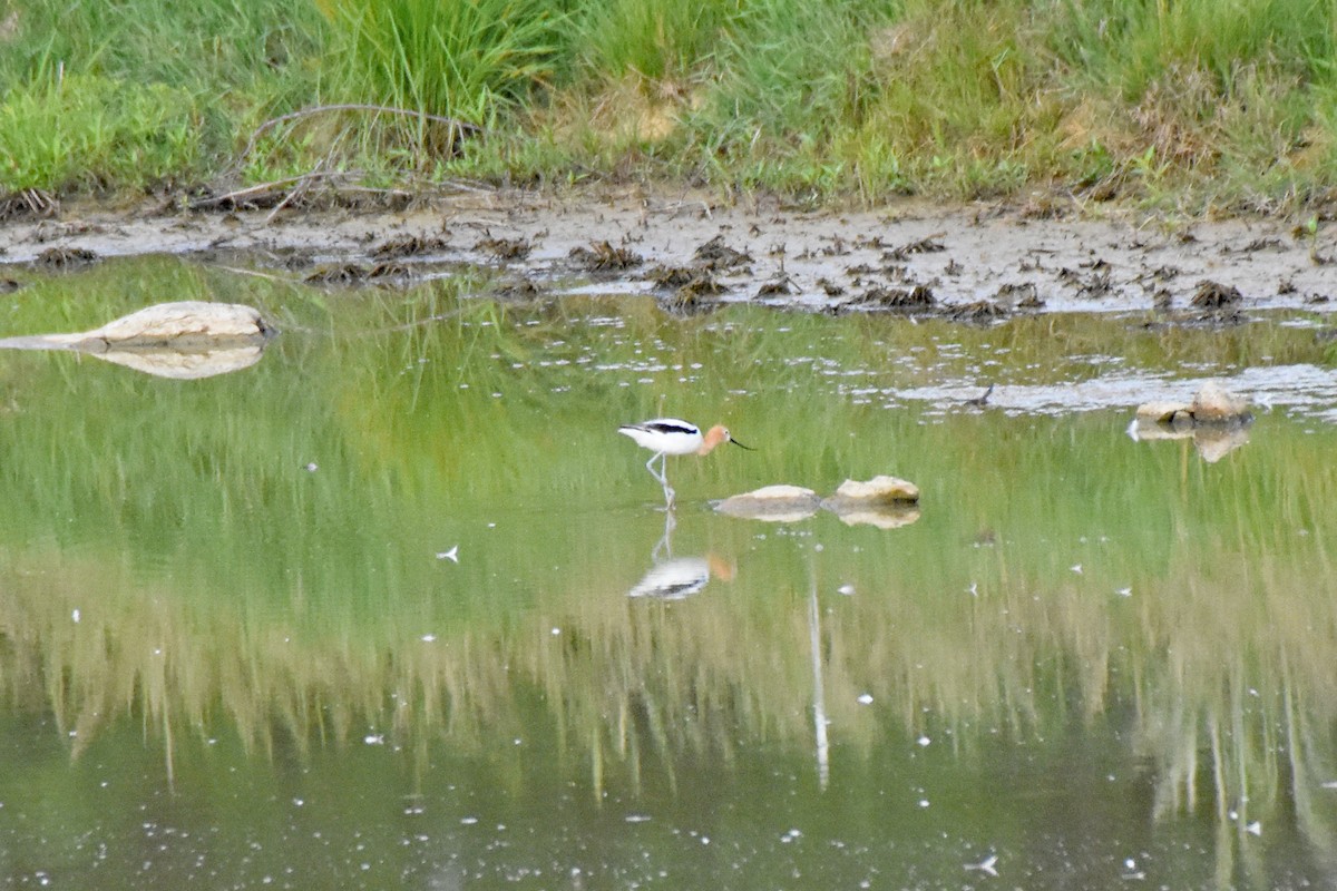 Avoceta Americana - ML619998974