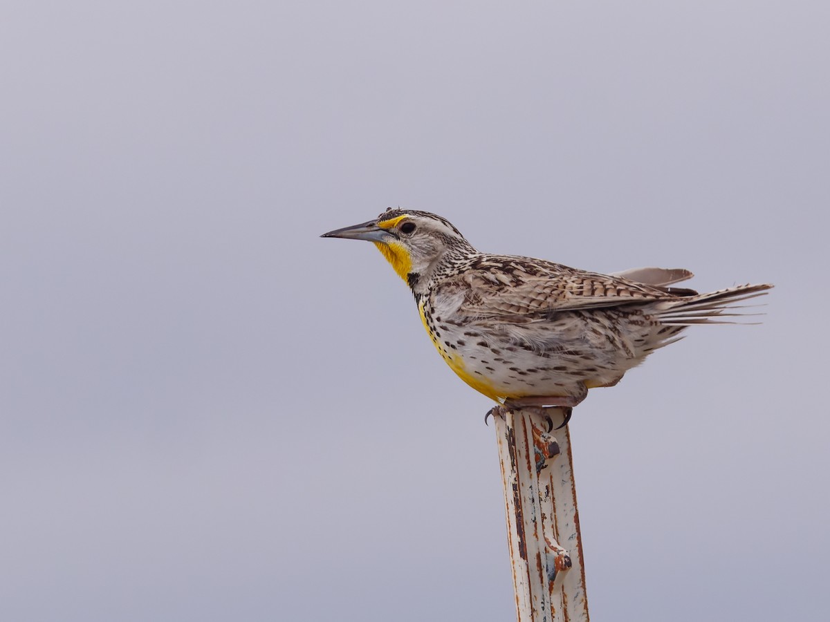 Western Meadowlark - ML619998977