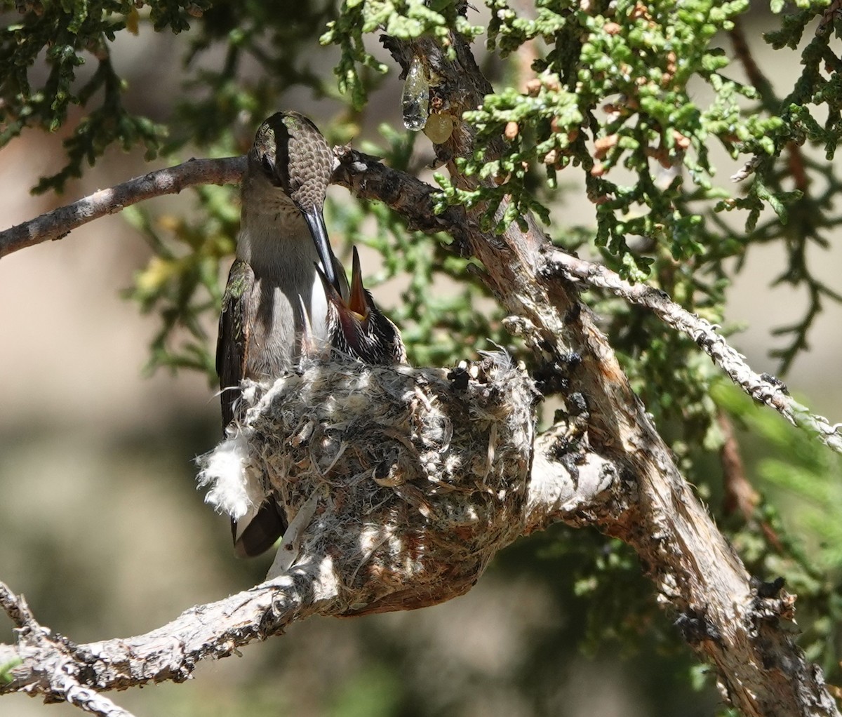 Black-chinned Hummingbird - ML619998996