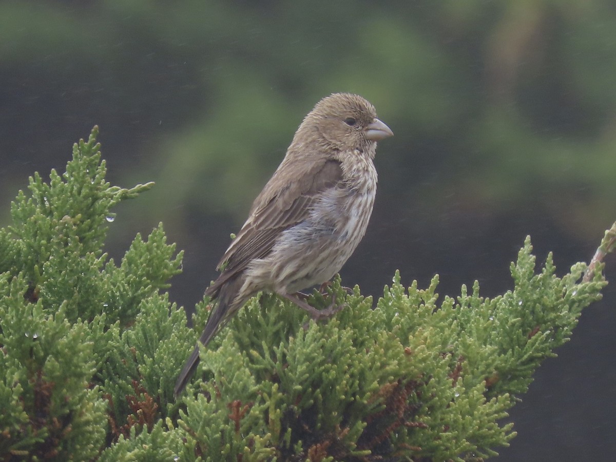 House Finch - ML619998997