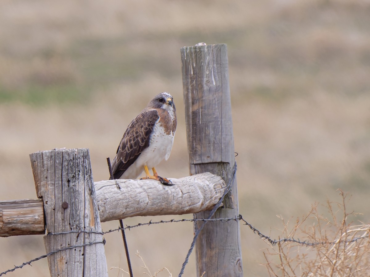 Swainson's Hawk - ML619999005