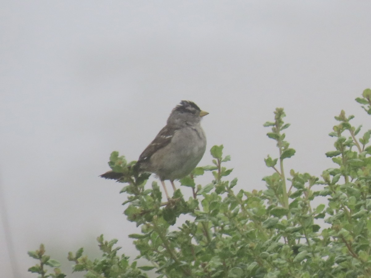 White-crowned Sparrow - ML619999012
