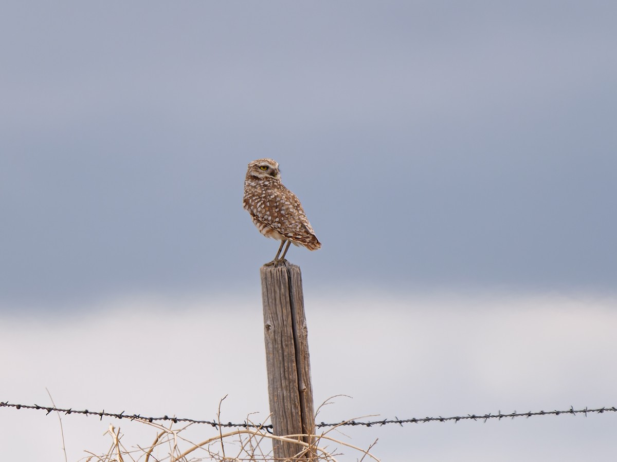 Burrowing Owl - ML619999021