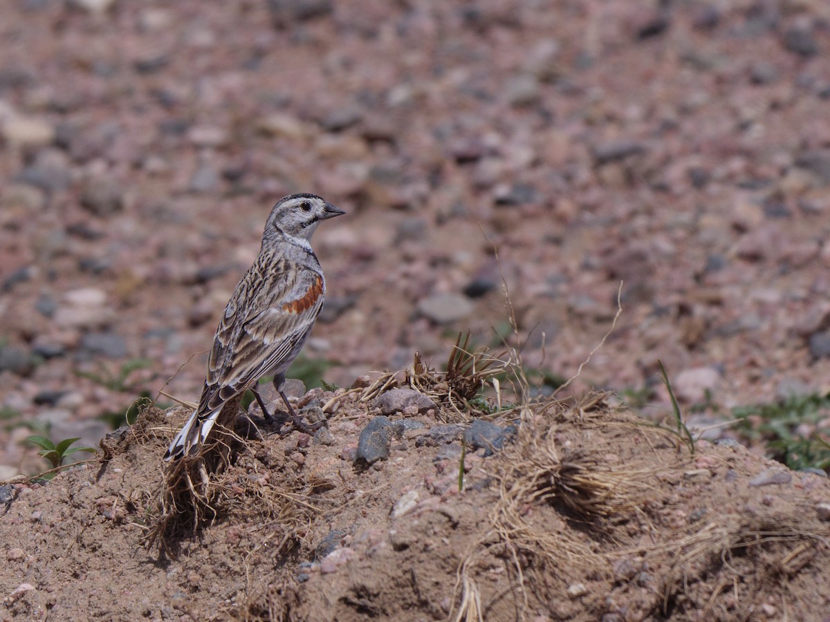 Thick-billed Longspur - ML619999040
