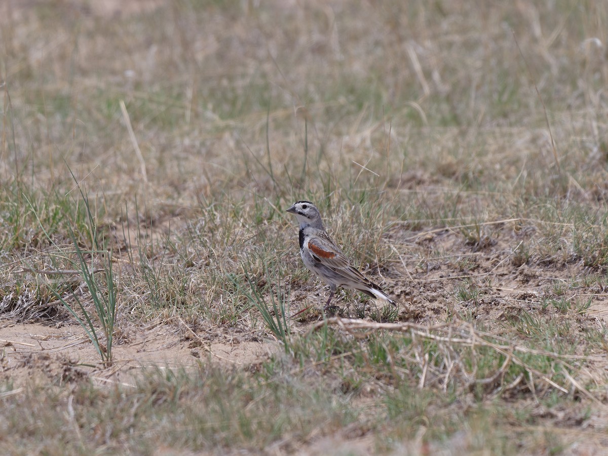 Thick-billed Longspur - ML619999042