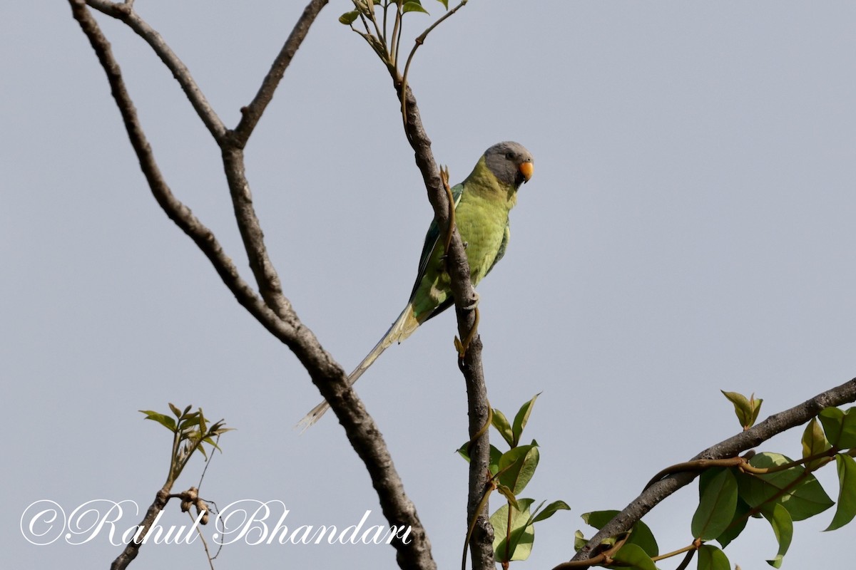 Plum-headed Parakeet - ML619999074