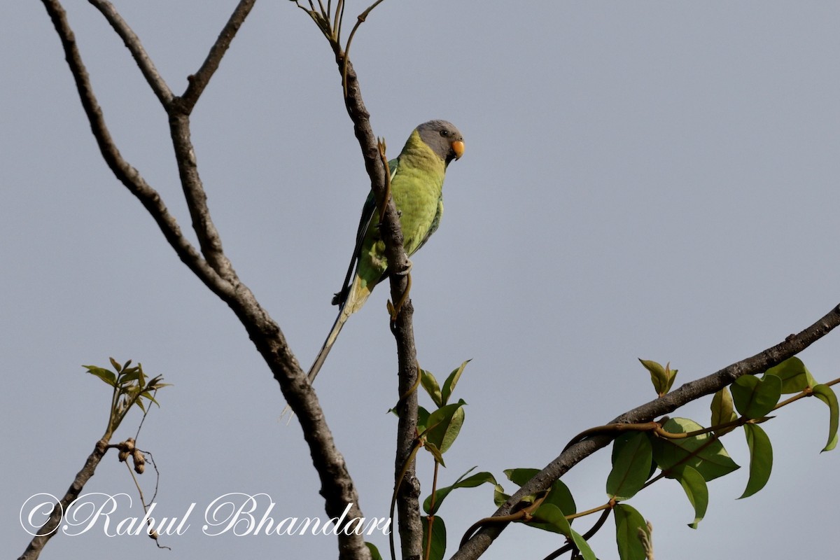 Plum-headed Parakeet - ML619999075