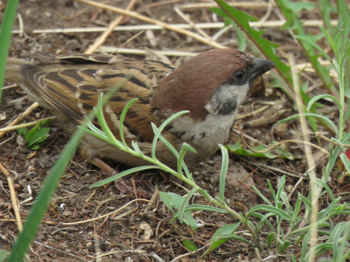 Eurasian Tree Sparrow - ML619999077