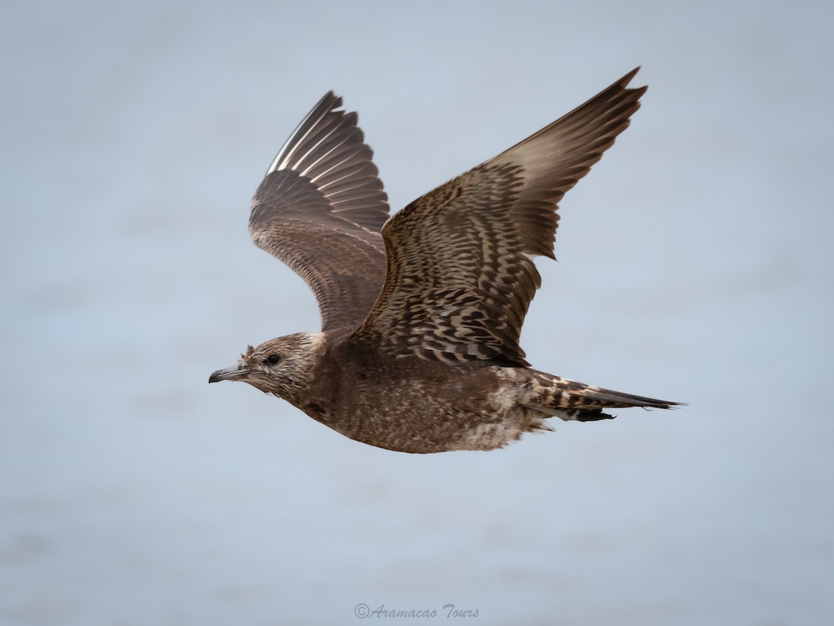 Parasitic Jaeger - ML619999102