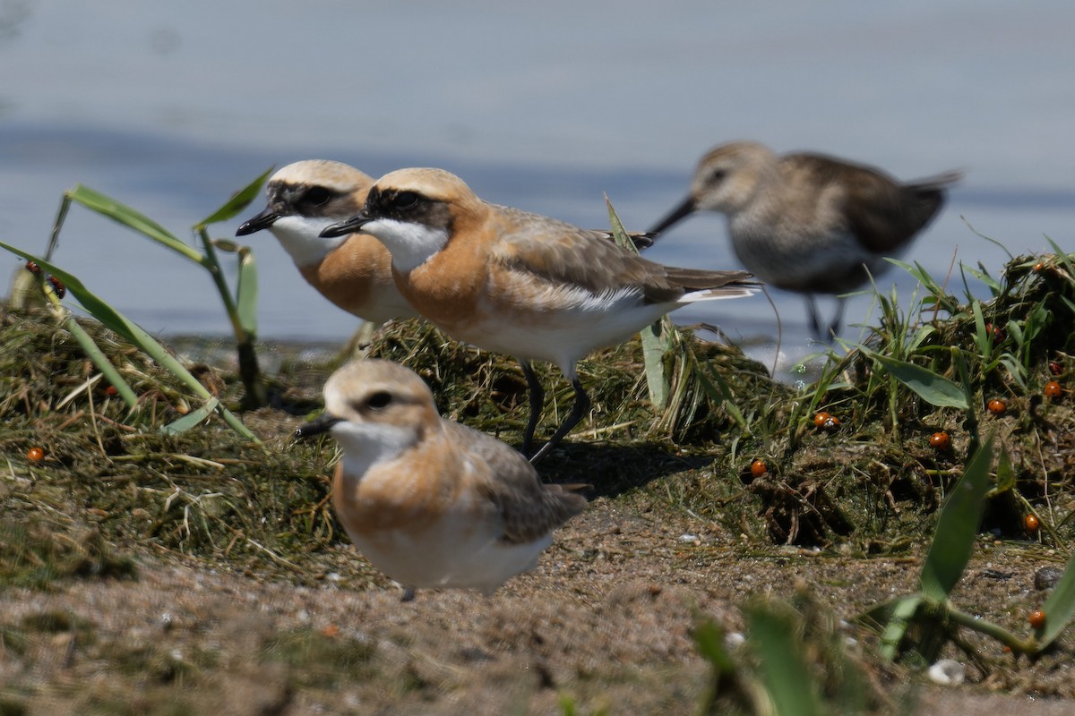 Tibetan Sand-Plover - ML619999115