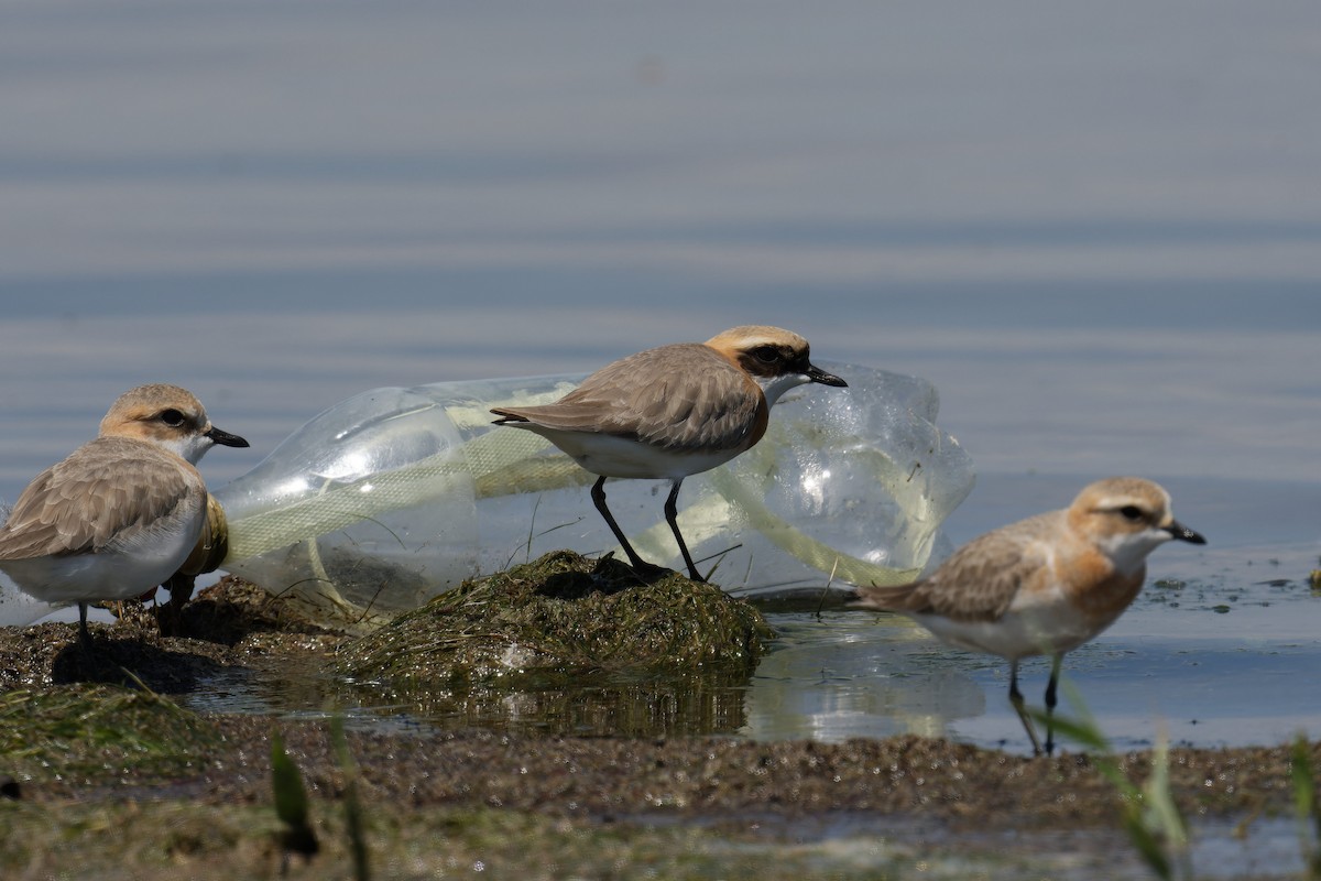 Tibetan Sand-Plover - ML619999117