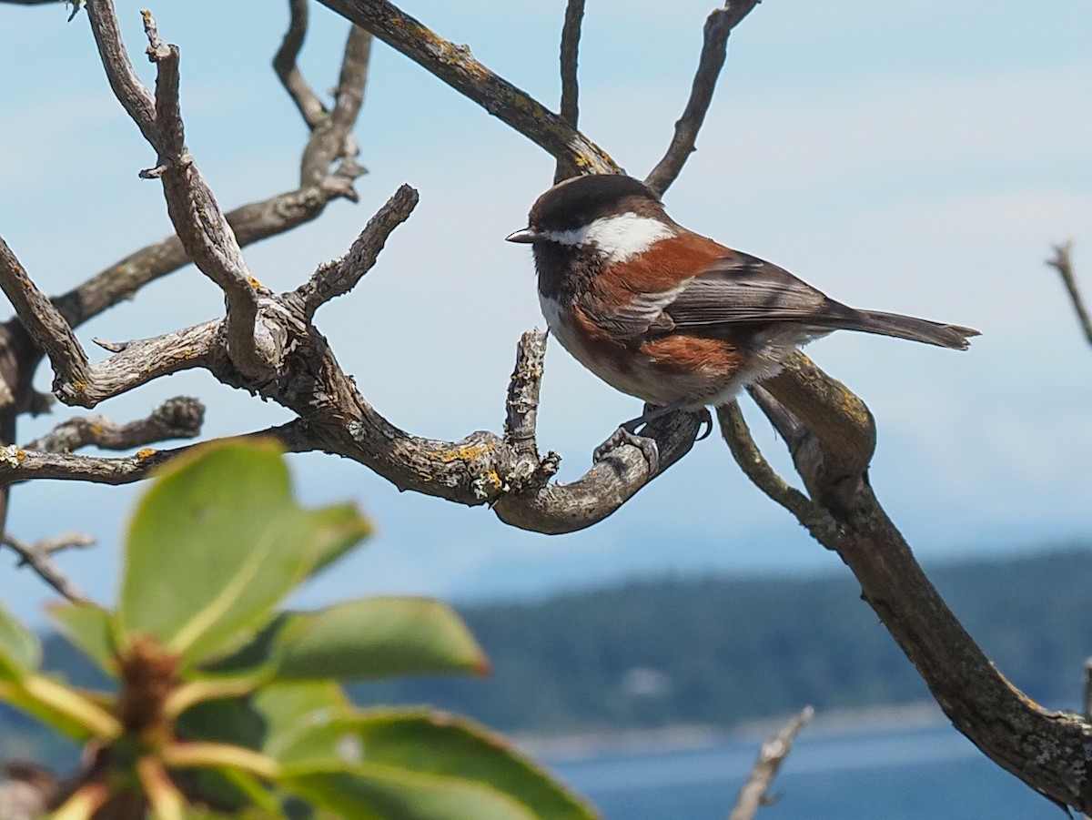 Chestnut-backed Chickadee - ML619999126