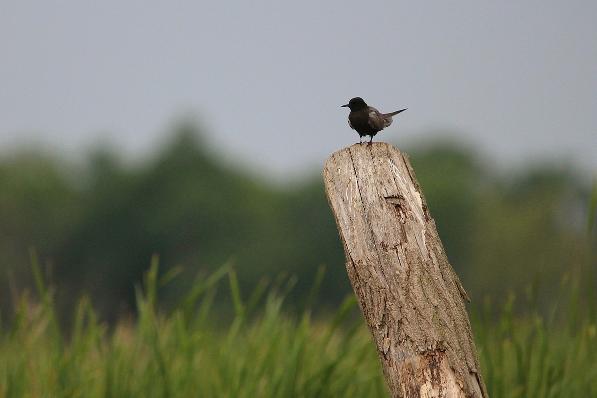 Black Tern - ML619999136