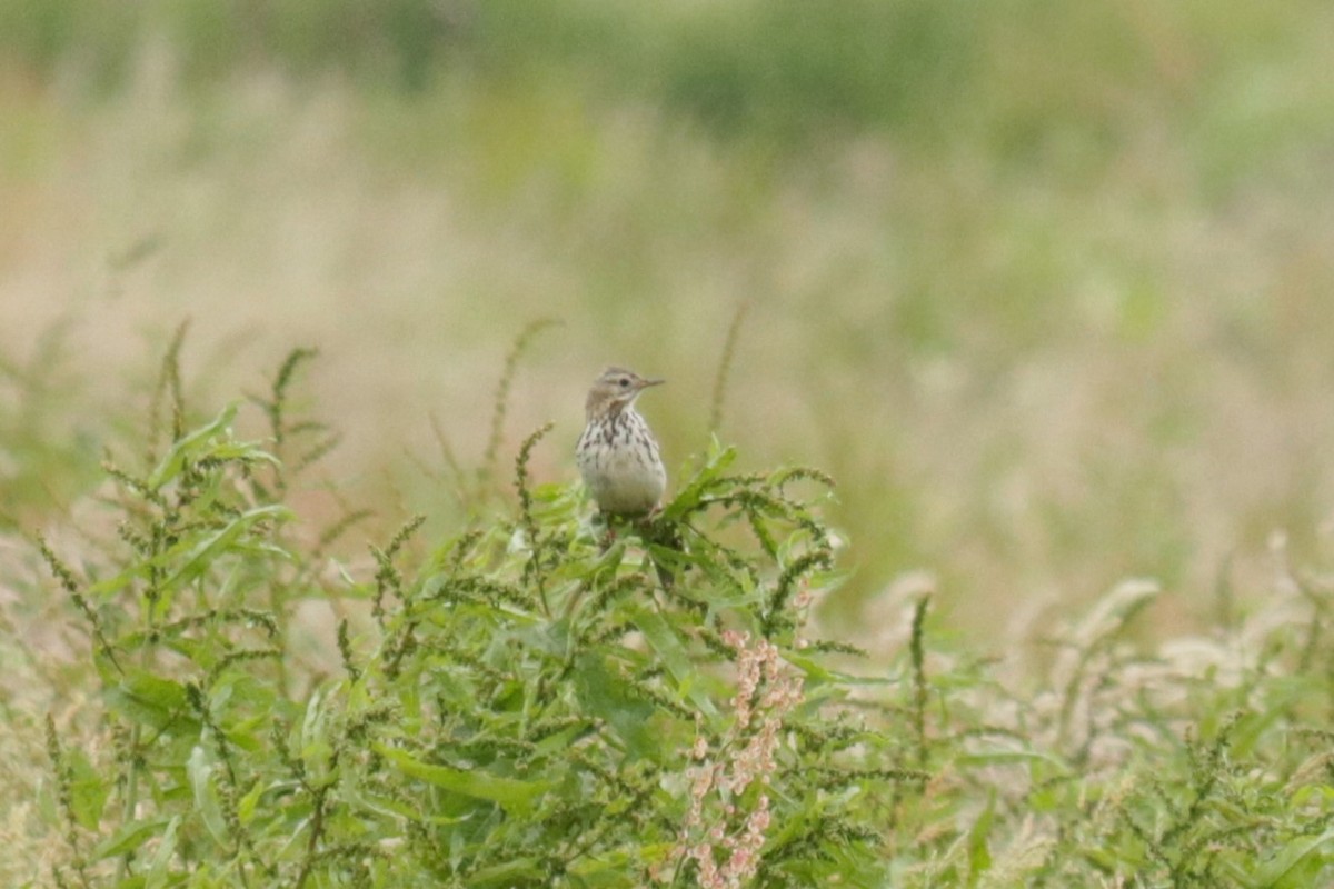 Meadow Pipit - ML619999140