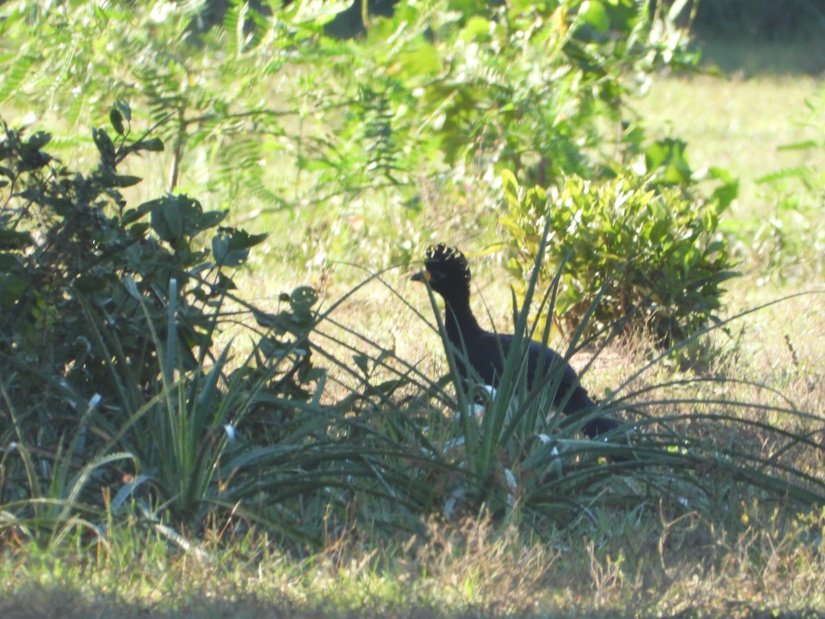 Bare-faced Curassow - ML619999141