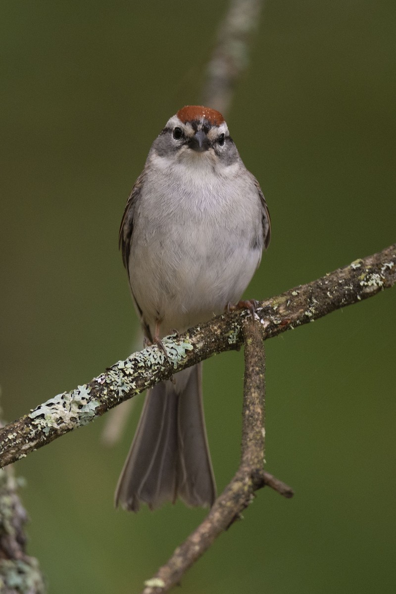Chipping Sparrow - ML619999143