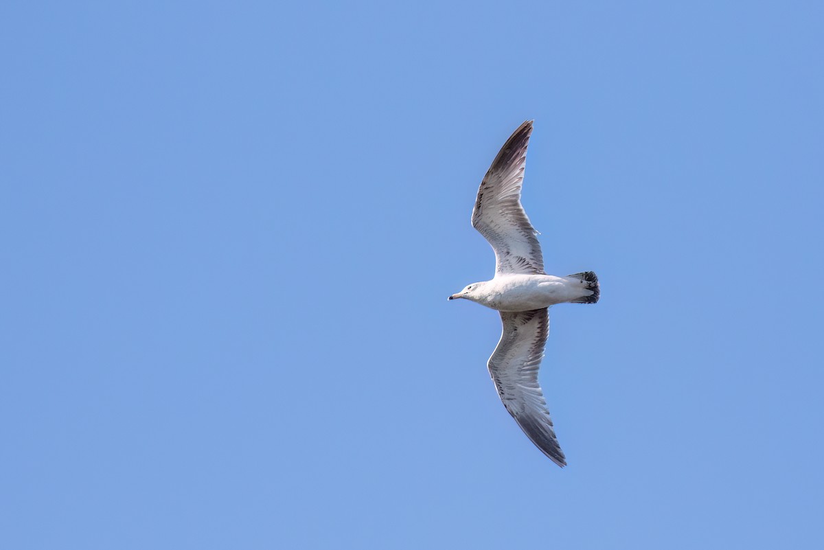 Ring-billed Gull - ML619999146