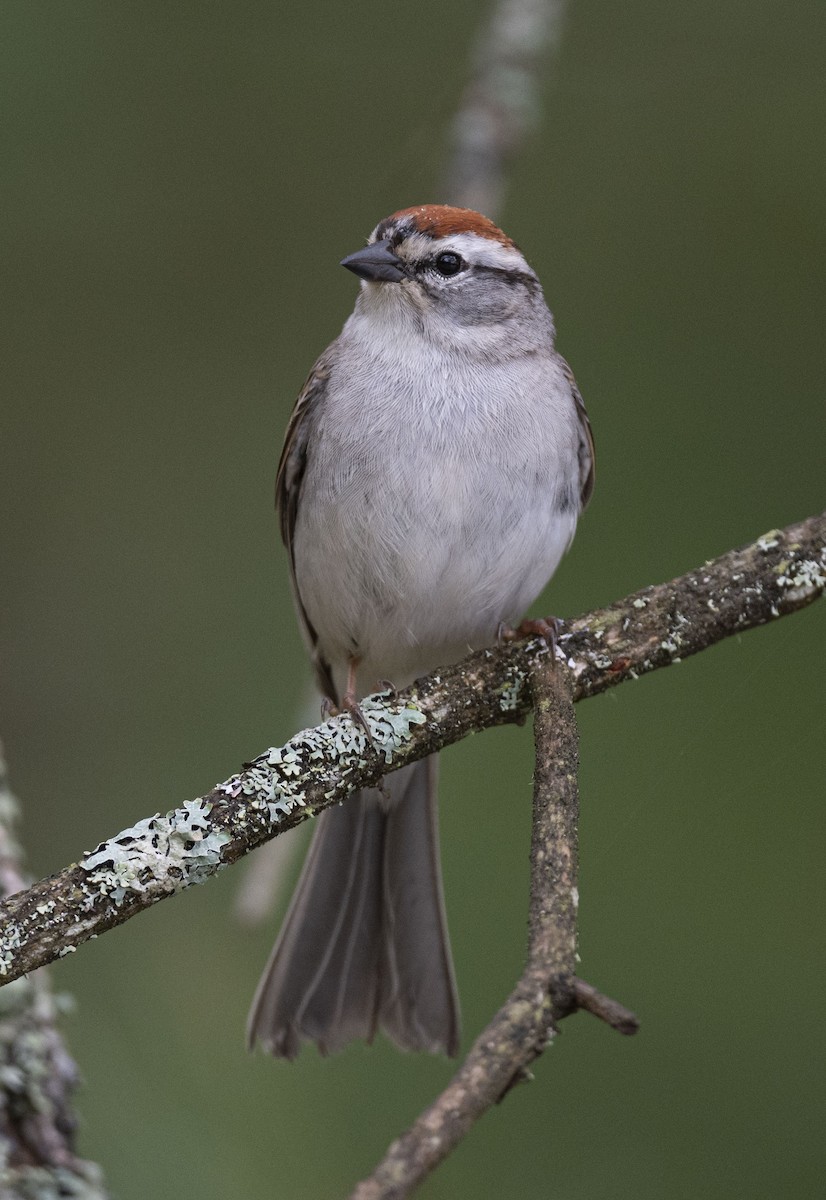 Chipping Sparrow - ML619999147