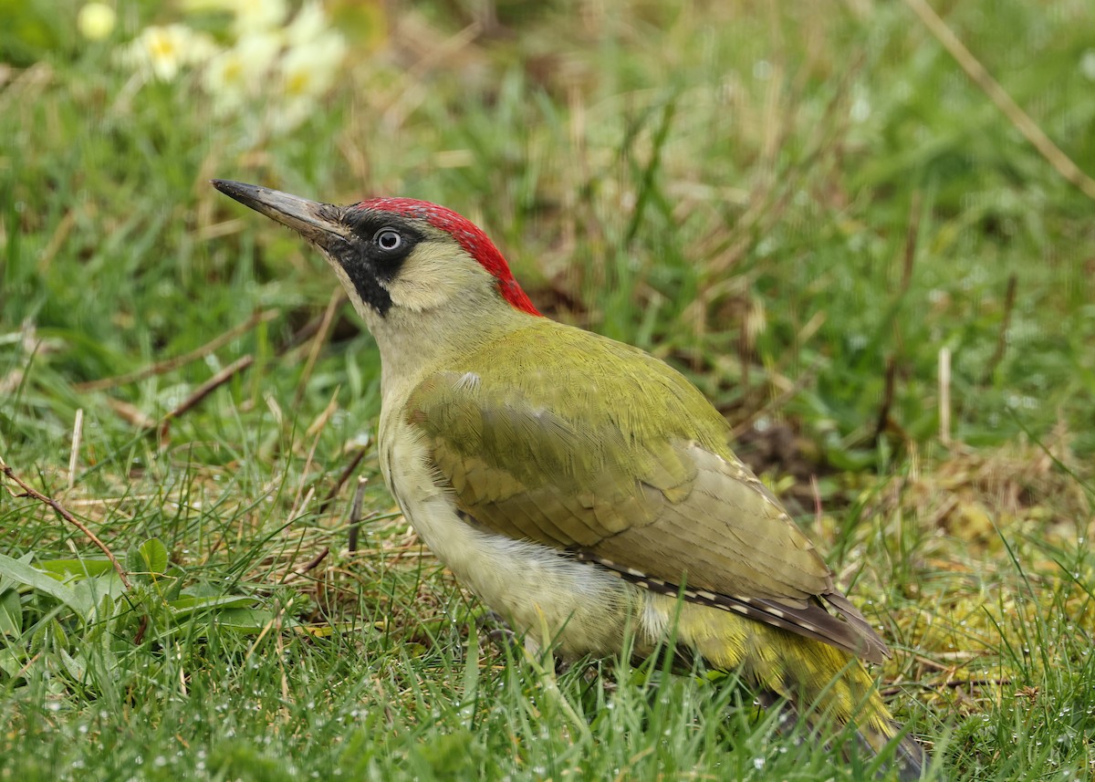 Eurasian Green Woodpecker - ML619999148