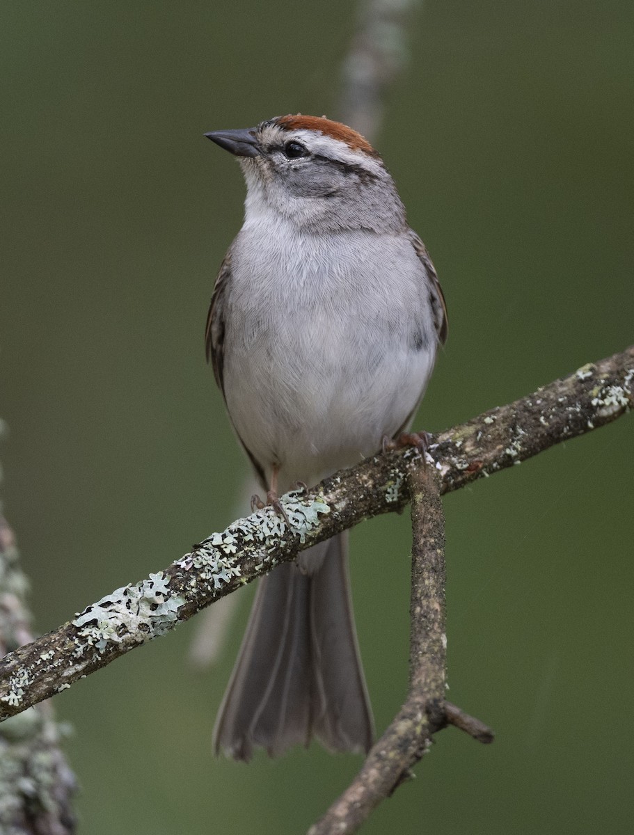 Chipping Sparrow - ML619999151