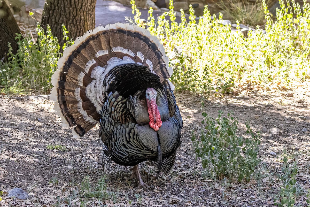 Wild Turkey - ML619999154