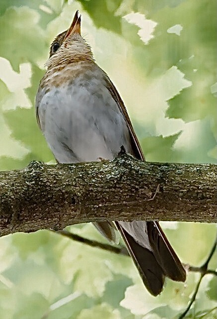 Veery - ML619999156