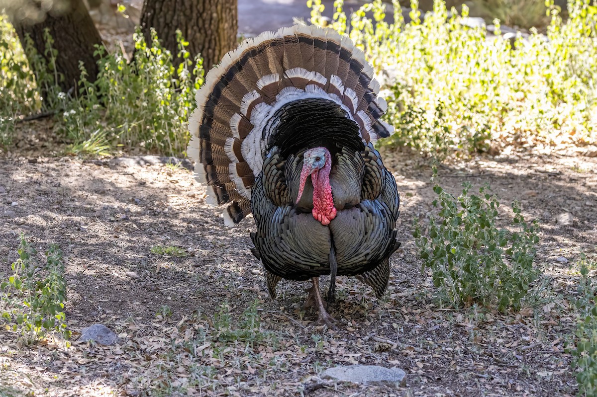 Guajolote Gallipavo - ML619999160