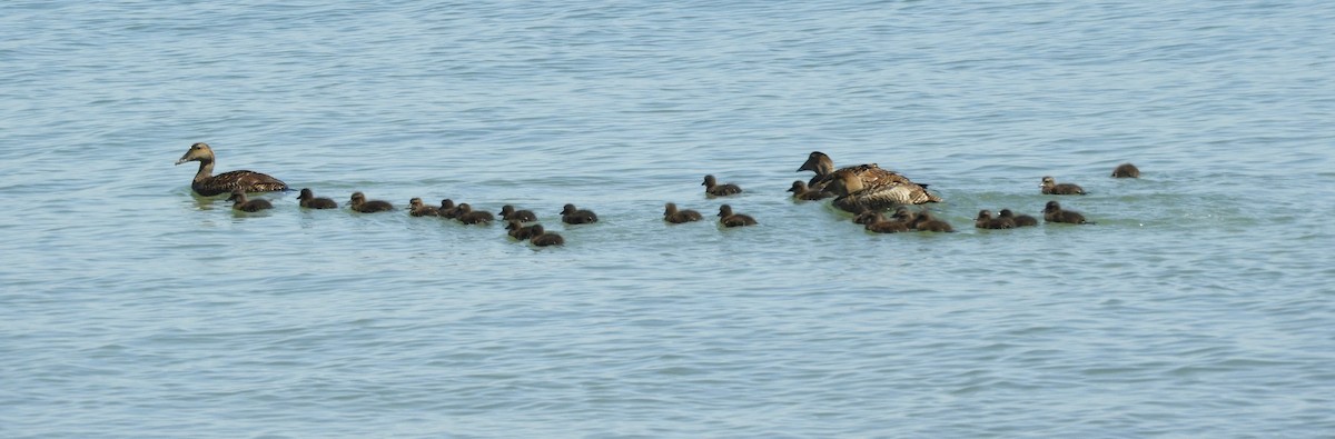 Common Eider - ML619999168