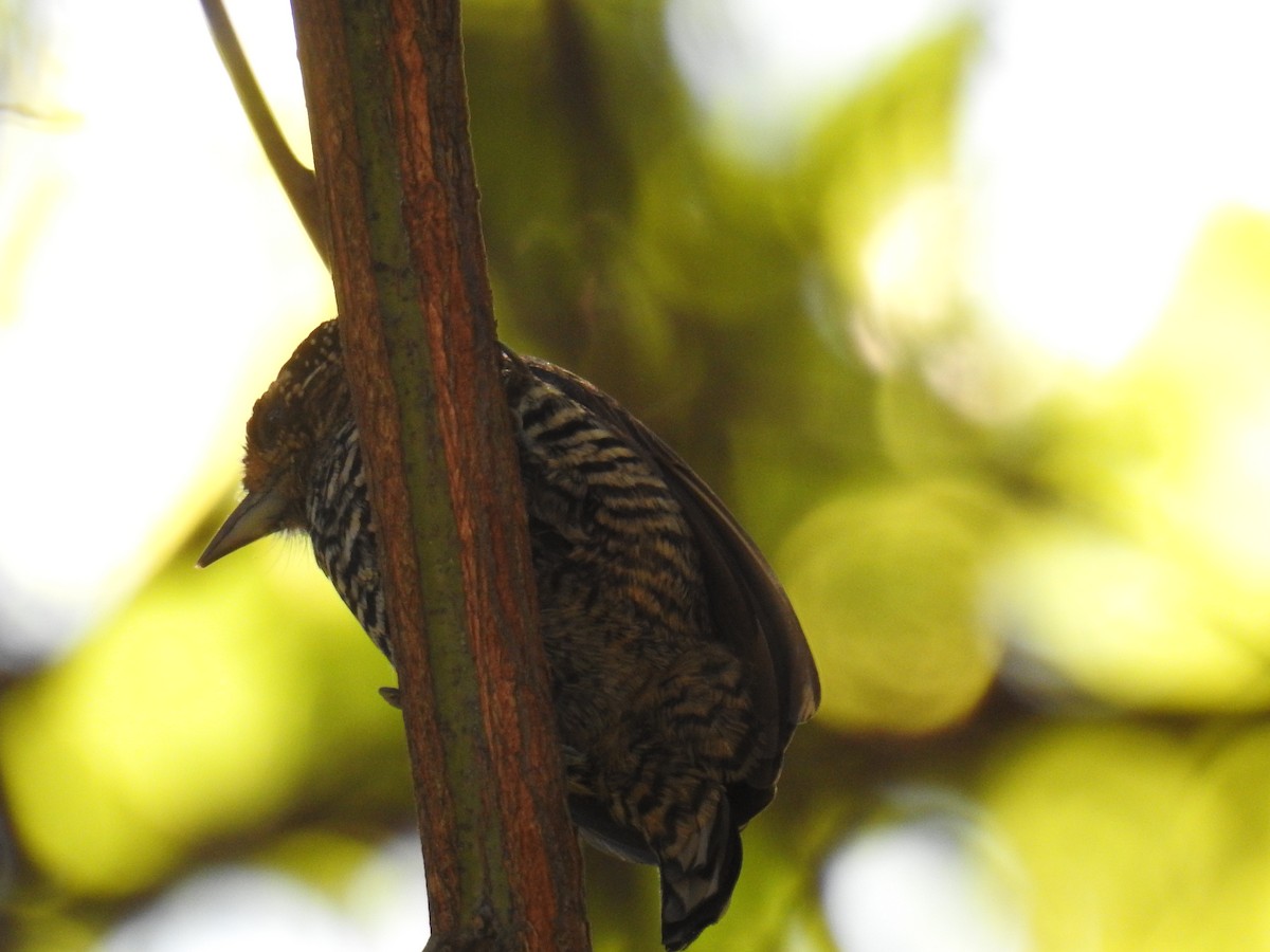 White-barred Piculet - ML619999193