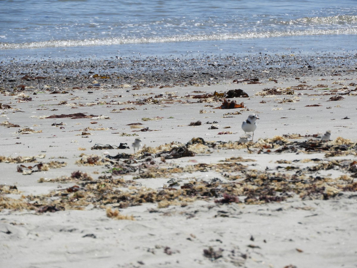 Piping Plover - ML619999219