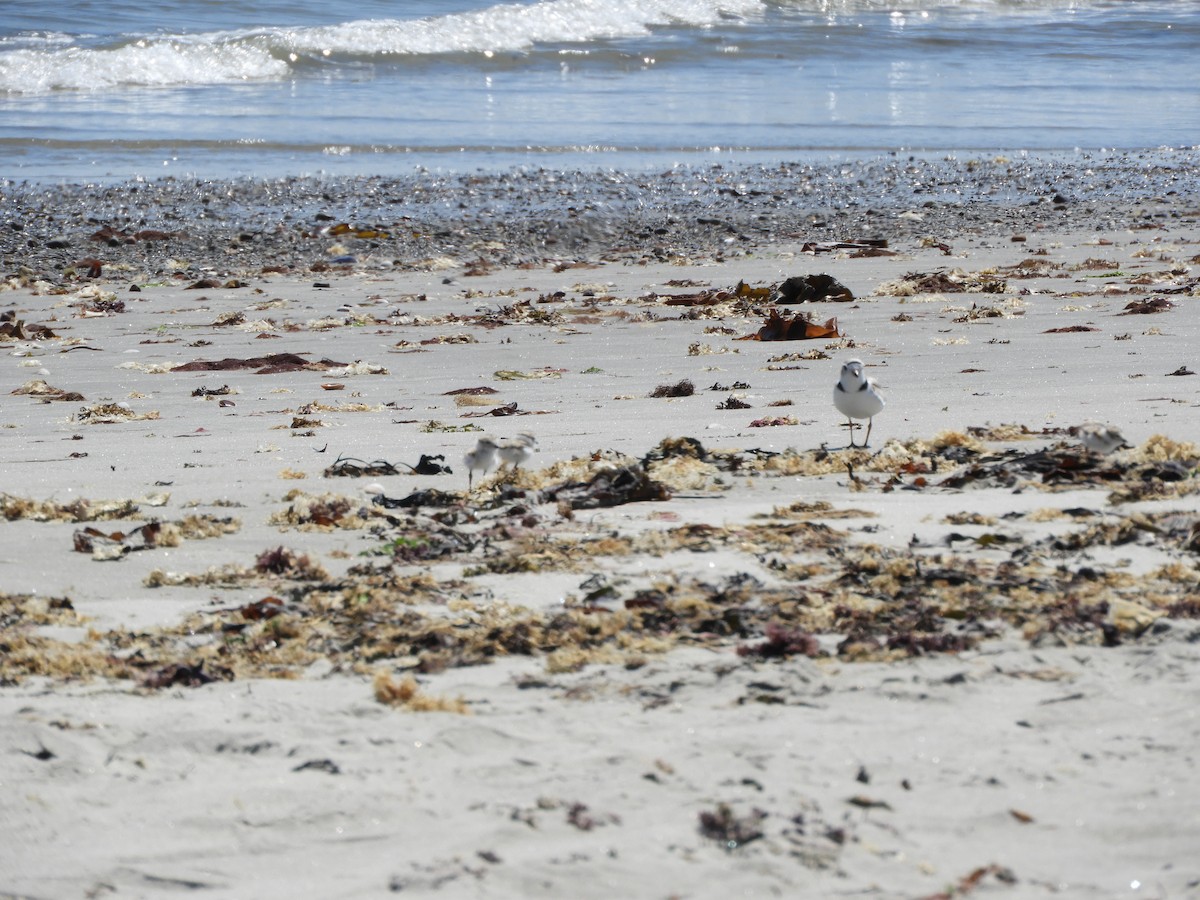 Piping Plover - ML619999220