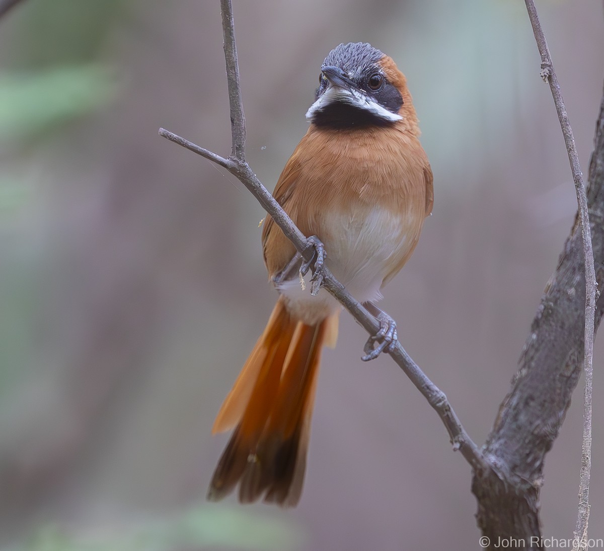 White-whiskered Spinetail - ML619999228