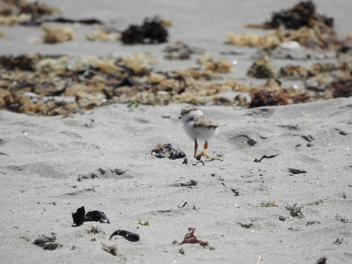 Piping Plover - ML619999230