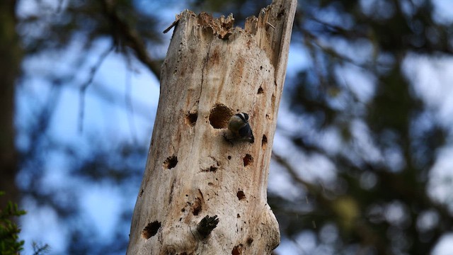 Red-breasted Nuthatch - ML619999232