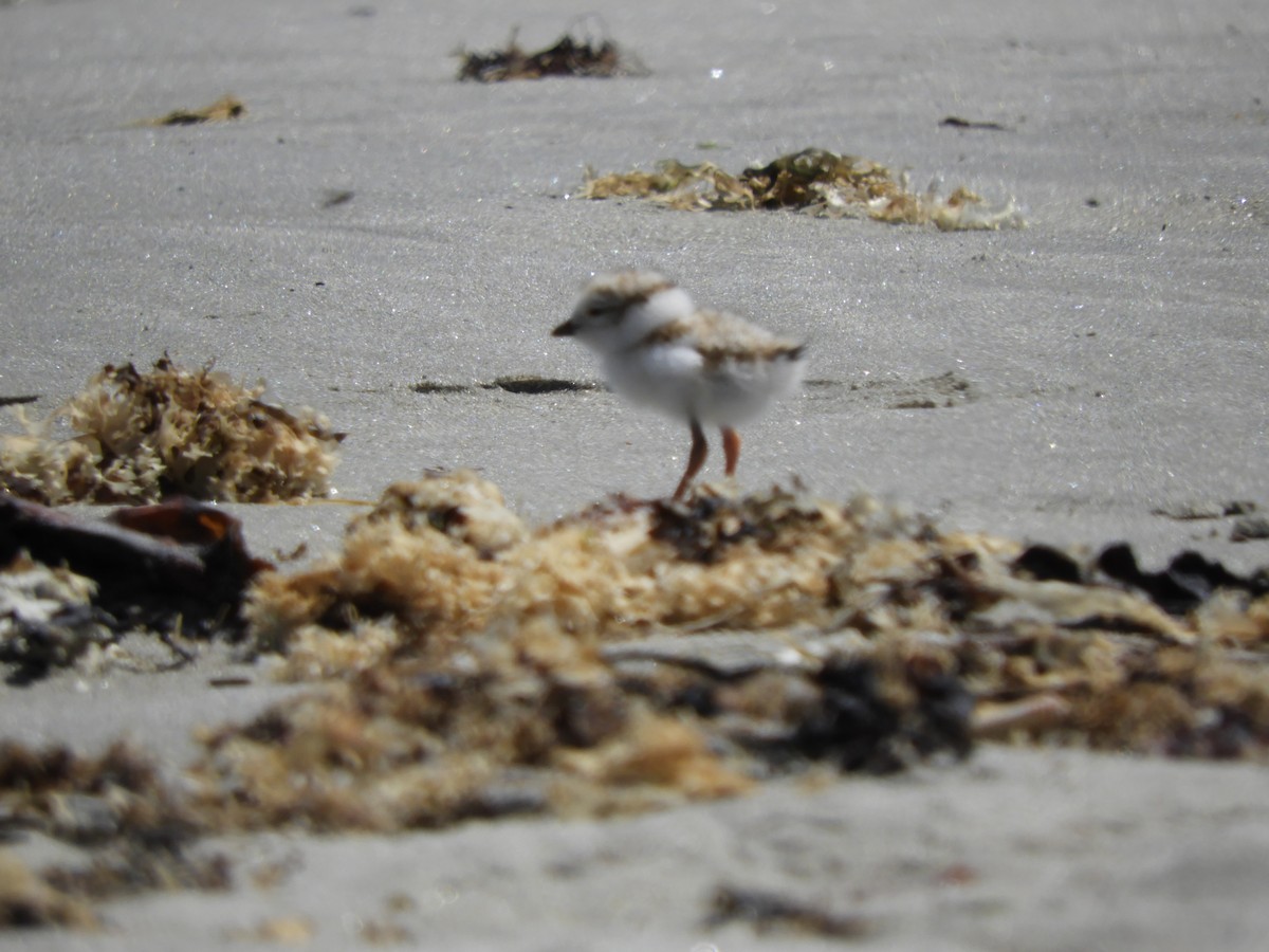Piping Plover - ML619999235