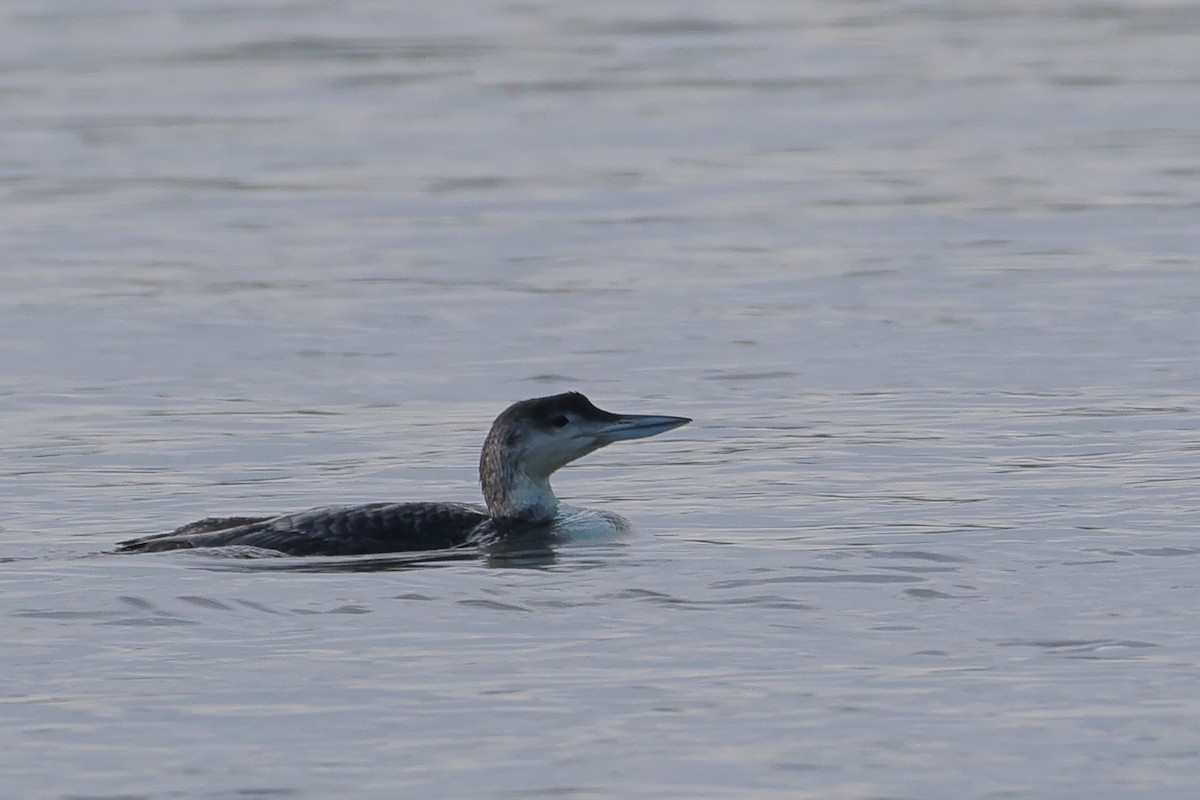 Plongeon huard - ML619999236