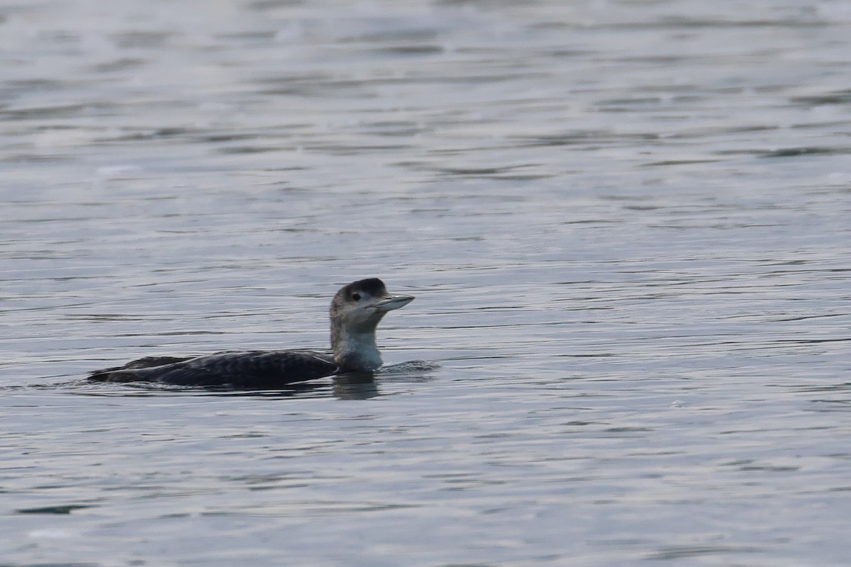 Plongeon huard - ML619999237