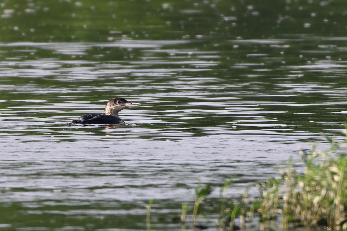 Plongeon huard - ML619999238