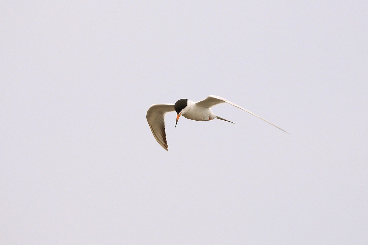 Forster's Tern - ML619999239