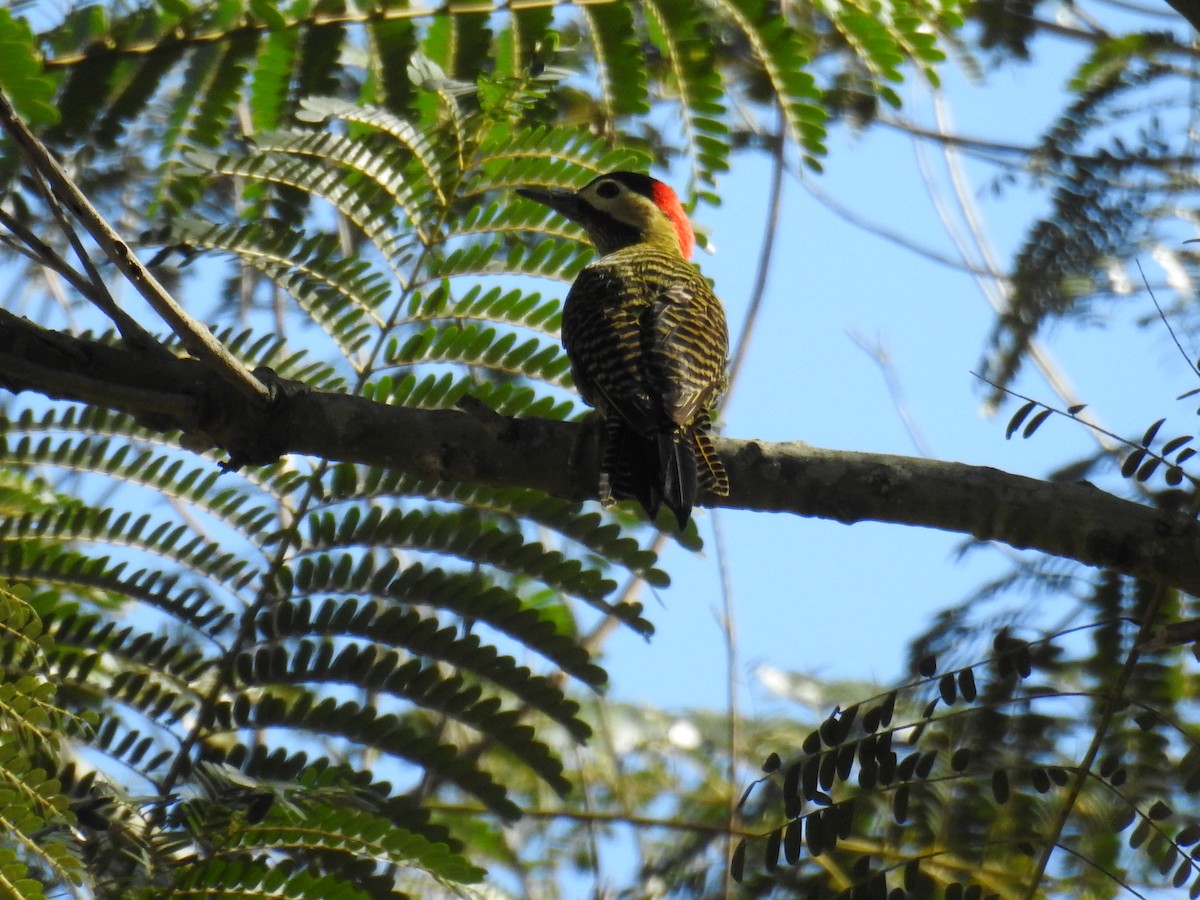 Green-barred Woodpecker - ML619999240
