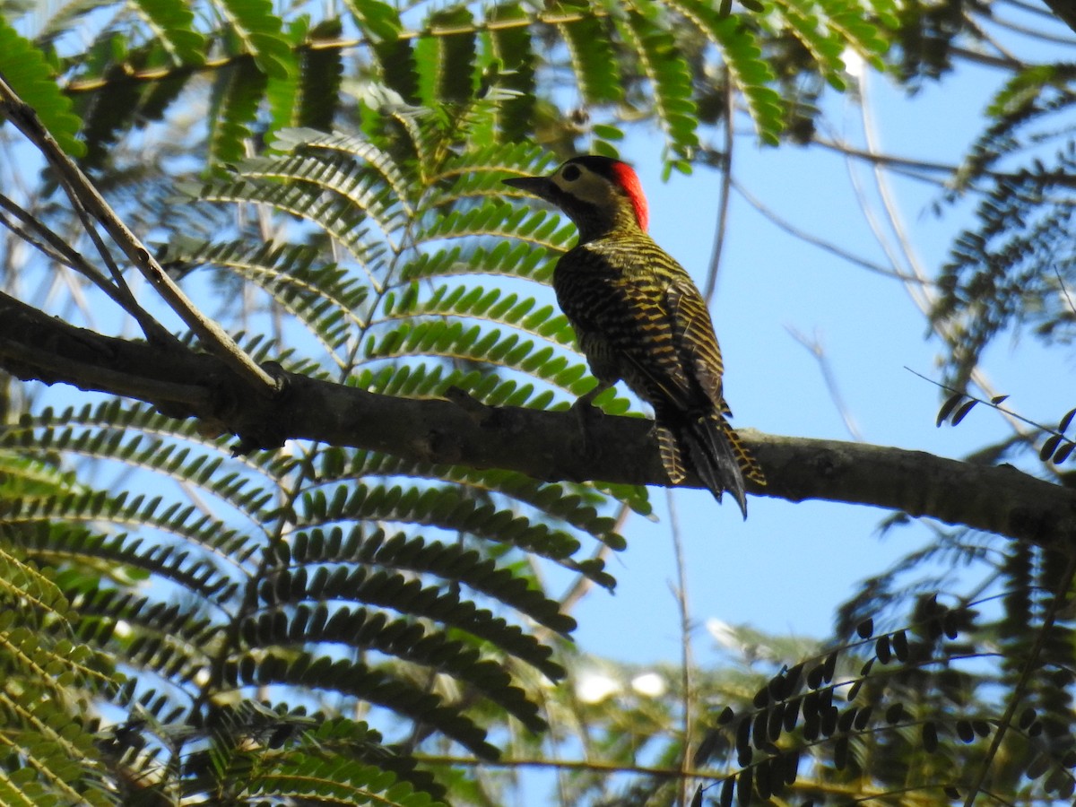Green-barred Woodpecker - ML619999241