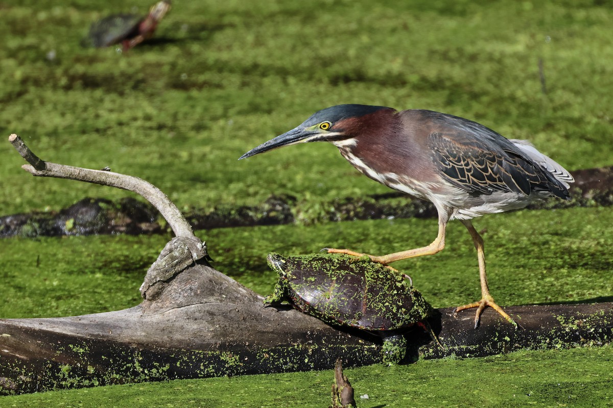 Green Heron - ML619999246