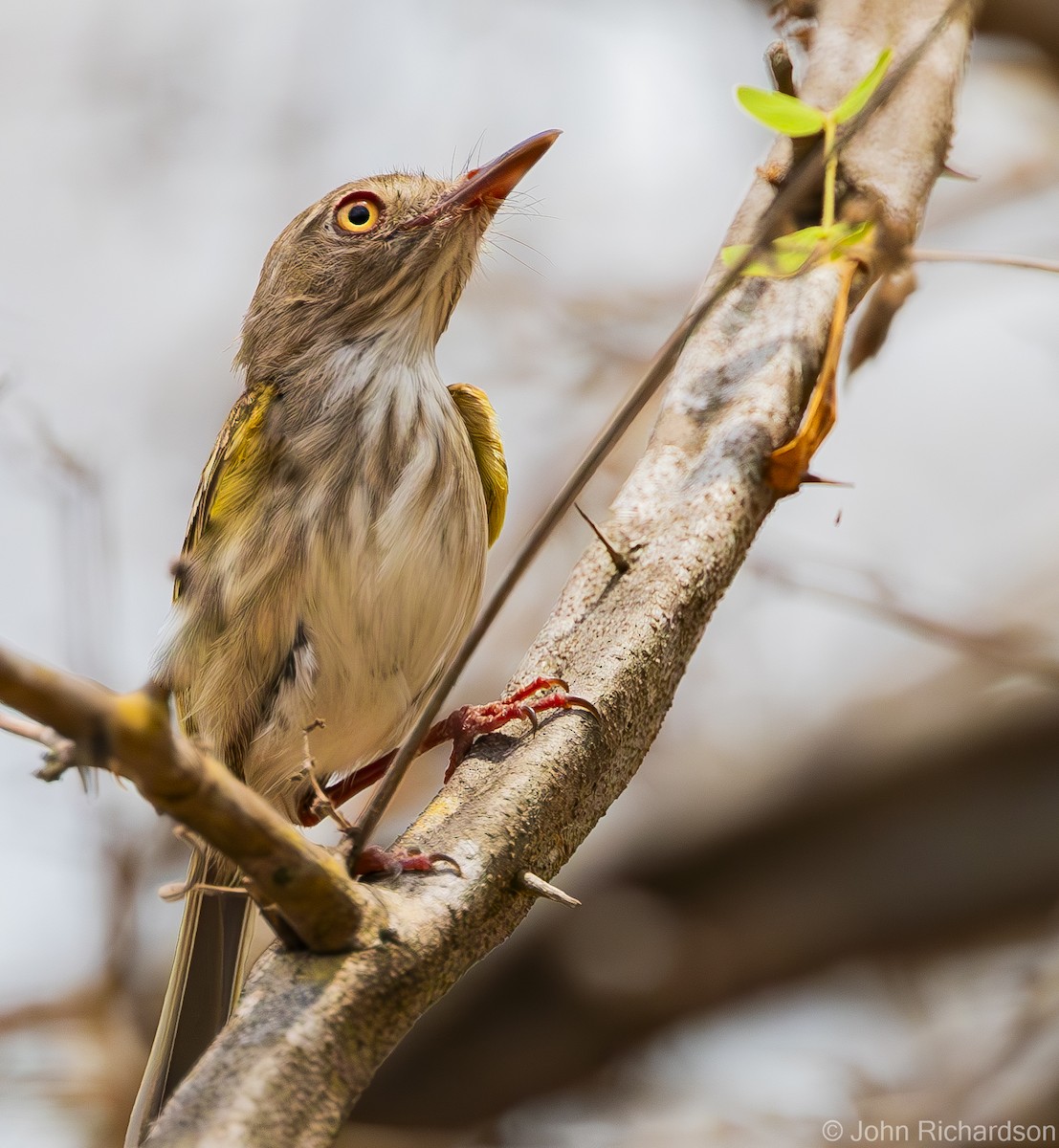 Pearly-vented Tody-Tyrant - ML619999248