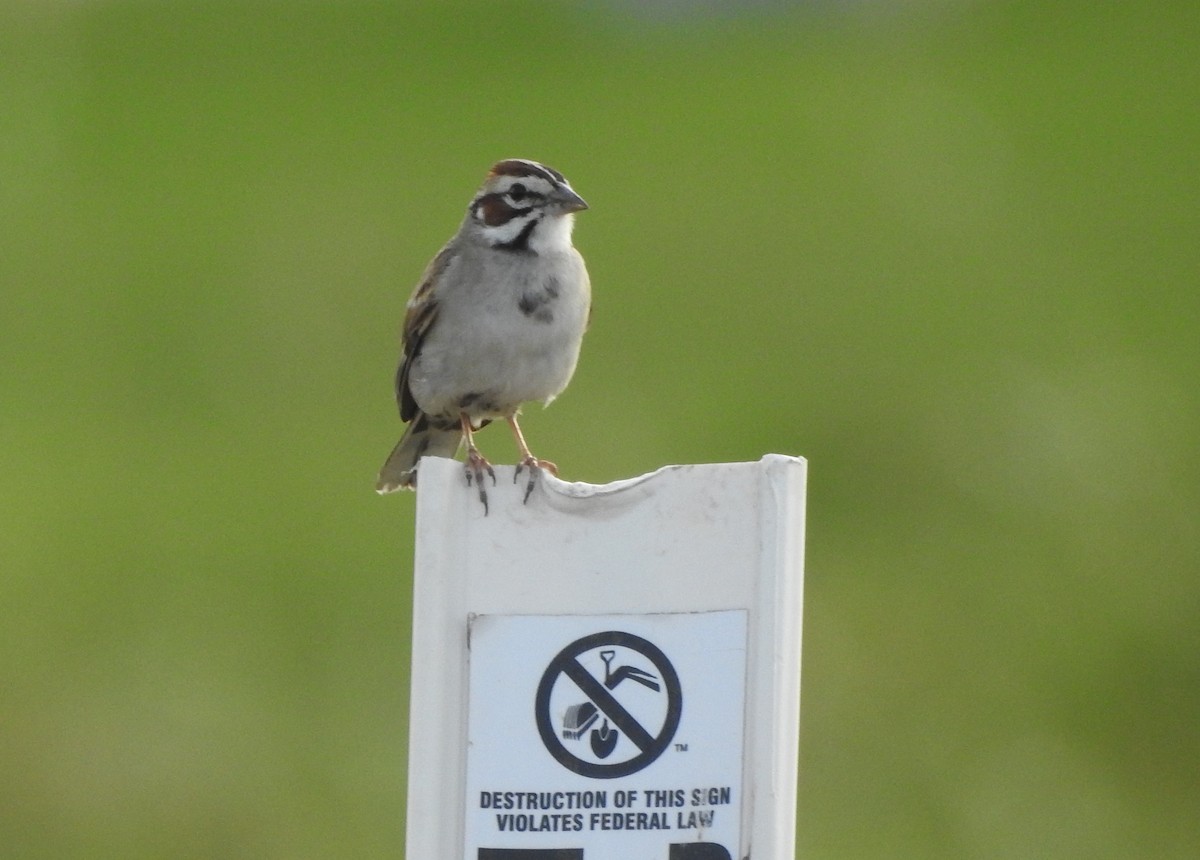 Lark Sparrow - ML619999263