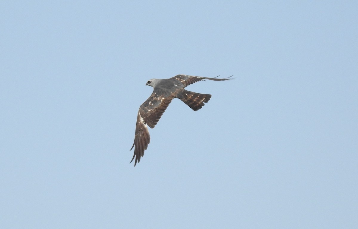 Mississippi Kite - ML619999264