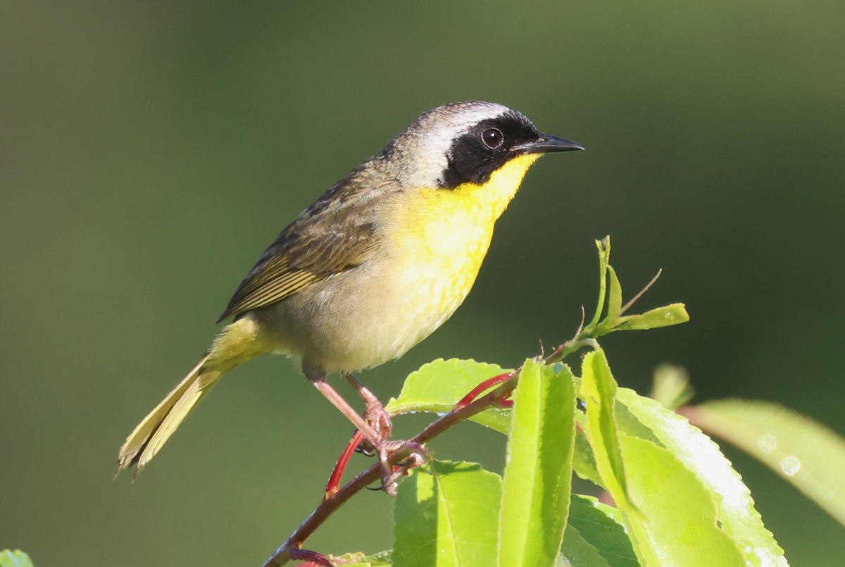 Common Yellowthroat (trichas Group) - ML619999267